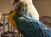 HandReared Super tame female blue and gold macaw