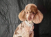 PEANUT FOR STUD