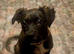 Staffy x mixed breed