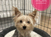 Yorkshire Terrier boys