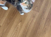 4 kittens available