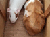 ABYSSINION and Smooth coat