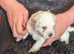 Cavachon puppies