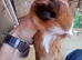 Beautiful female guinea pig