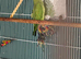 Young Indian ringneck parrot and cage