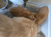 4 ginger & white kittens