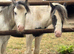 Striking 2 Year Old Cob Filly - Quality youngstock