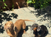 Dachshund puppies ready to leave their mother