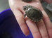 Baby turtles