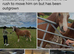 Sad sale of Micky one owner since yearling