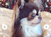 chocolate tri long coat chihuahua puppies