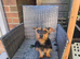 Miniature Yorkie mix
