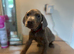 Stunning Isabella KC registered Doberman puppies