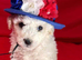 BICHON PUPPIES