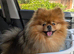 Last Gorgeous female pomapoo