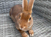 Muffin needs a home