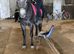 Connemara gelding rising 4