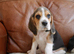 Stunning Health Tested Beagle Puppies