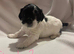 Shihpoo puppies