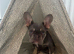 Prada for rehome