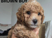 CAVAPOOCHON LITTER