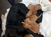 Cocker spaniel
