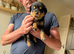 10 healthy puppies Rottie xx