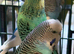 Budgies for sale