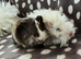 3 boar pairs available, 1 ready now