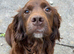 Sprocker pups for sale