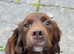 Sprocker pups for sale