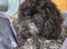 Toy Cockapoo female puppy 7 months blue roan colour