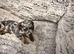 Miniature dachshund