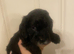 Covapoo pups for sale