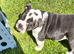 Female British Bulldog puppy