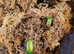 Green Emerald flower beetles