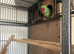 Pair of alexandrine parrots