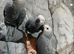 Handreared Baby Friendly Super Tame Cuddly African Grey Parrot,7