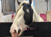 13.2 gypsy cob