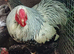 Silver pencilled wyandotte hatching eggs