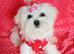 Maltese adorable girl