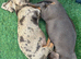 Miniature dachshund puppies