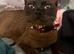 4x kittens for sale ( mum is ragdoll x synths ) dad unknown