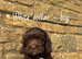 Cavapoo puppies