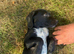 Labrador cross cocker spaniel puppies.