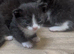 Kittens needing forever homes️