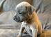 Staffy X puppies