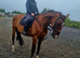 16.3hh 11yo OTTB Gelding - genuine allrounder