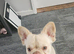 Long haired frenchie
