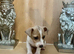 Jack Russel pups
